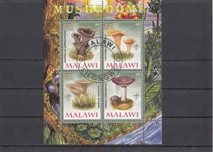 شیت قارچ مالاوی 